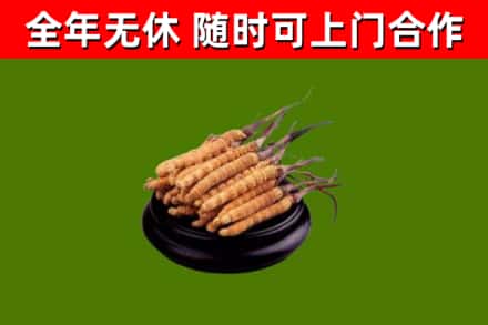 靖西市烟酒回收冬虫夏草.jpg